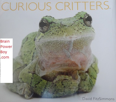 Curious Critters cover photo