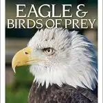 dk-eyeswitness-eagle-birds-of-prey