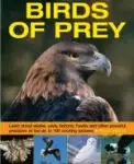 exploring-nature-birds-of-prey