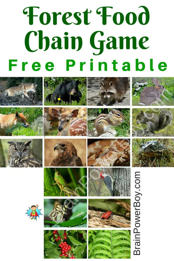 Free printable games for kids: forest food chain game. This game's images are beautiful and it is easy to play. Print it out today.