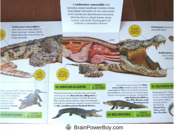 Take a peak inside the highly engaging interactive book Deadly Predators from the new Scanorama series from Silver Dolphin Books